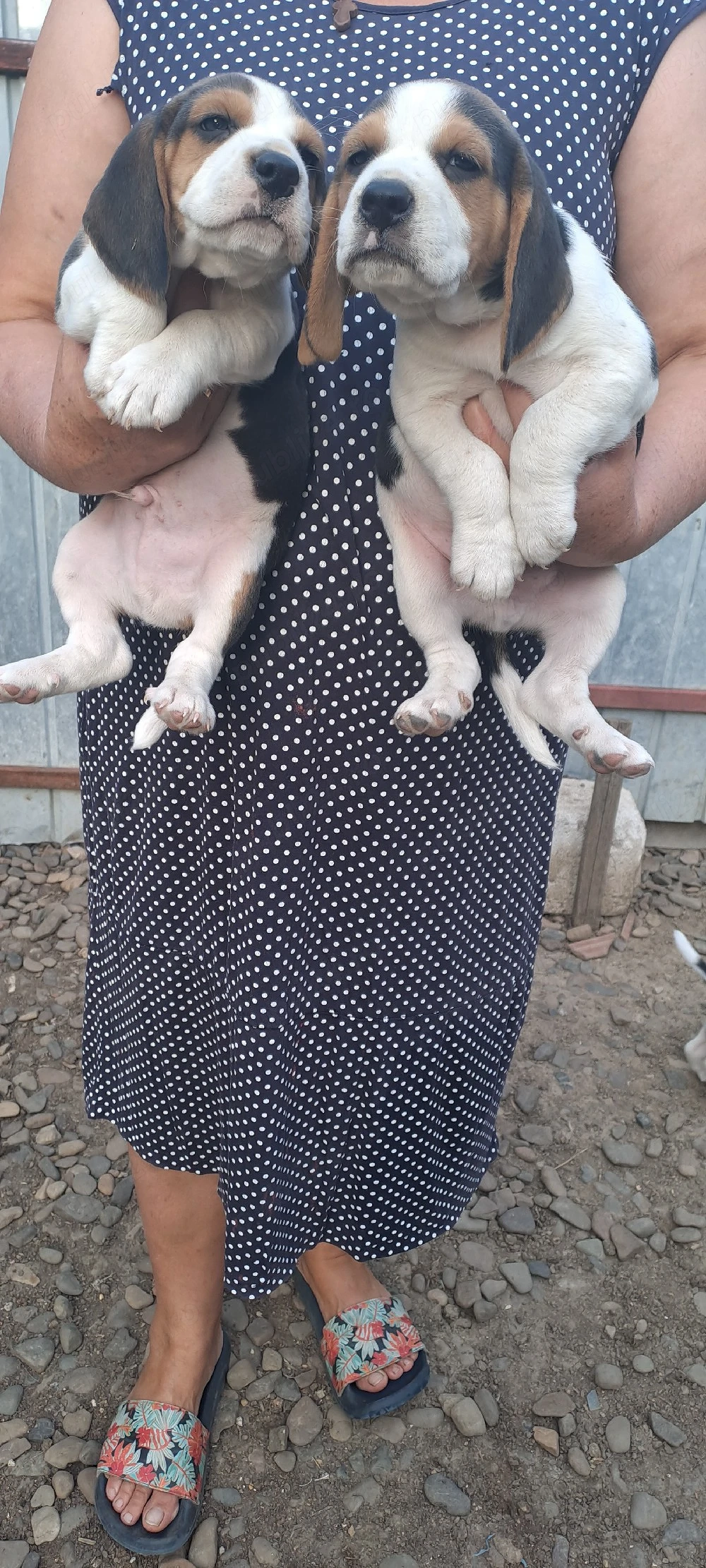 Cățeluși beagle