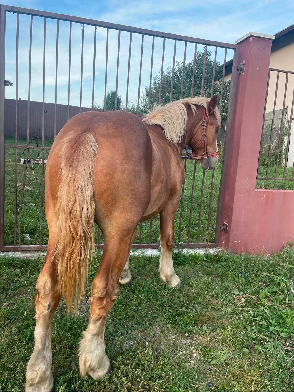 Manzi de vanzare 