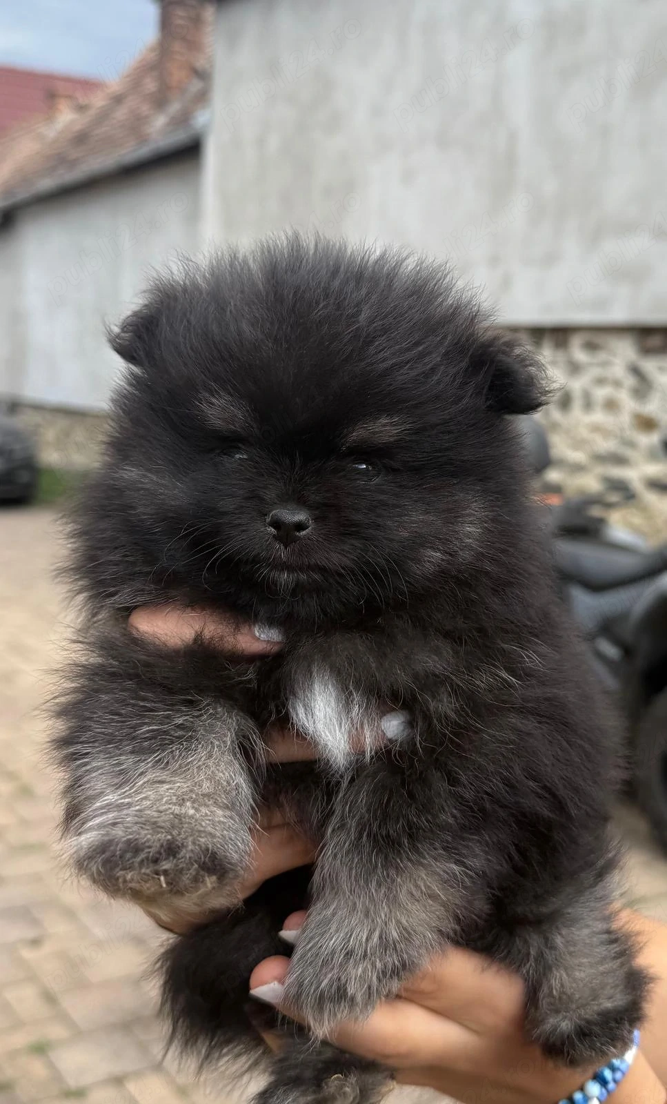 Vând pui Pomeranieni