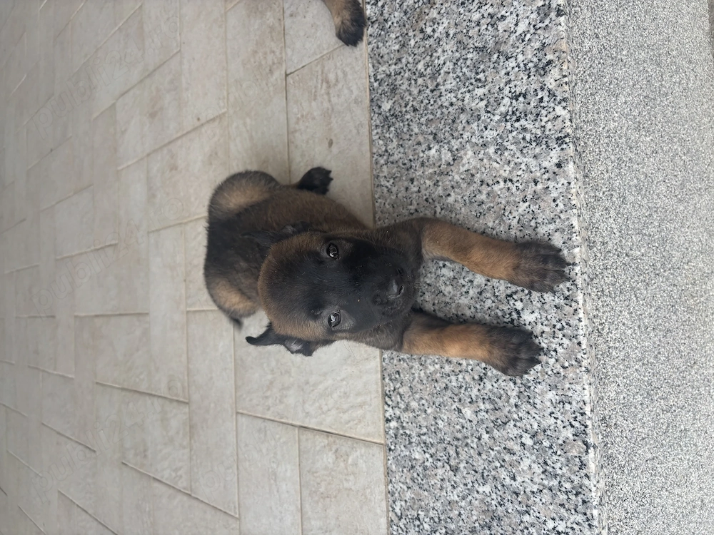 Belgian malinois