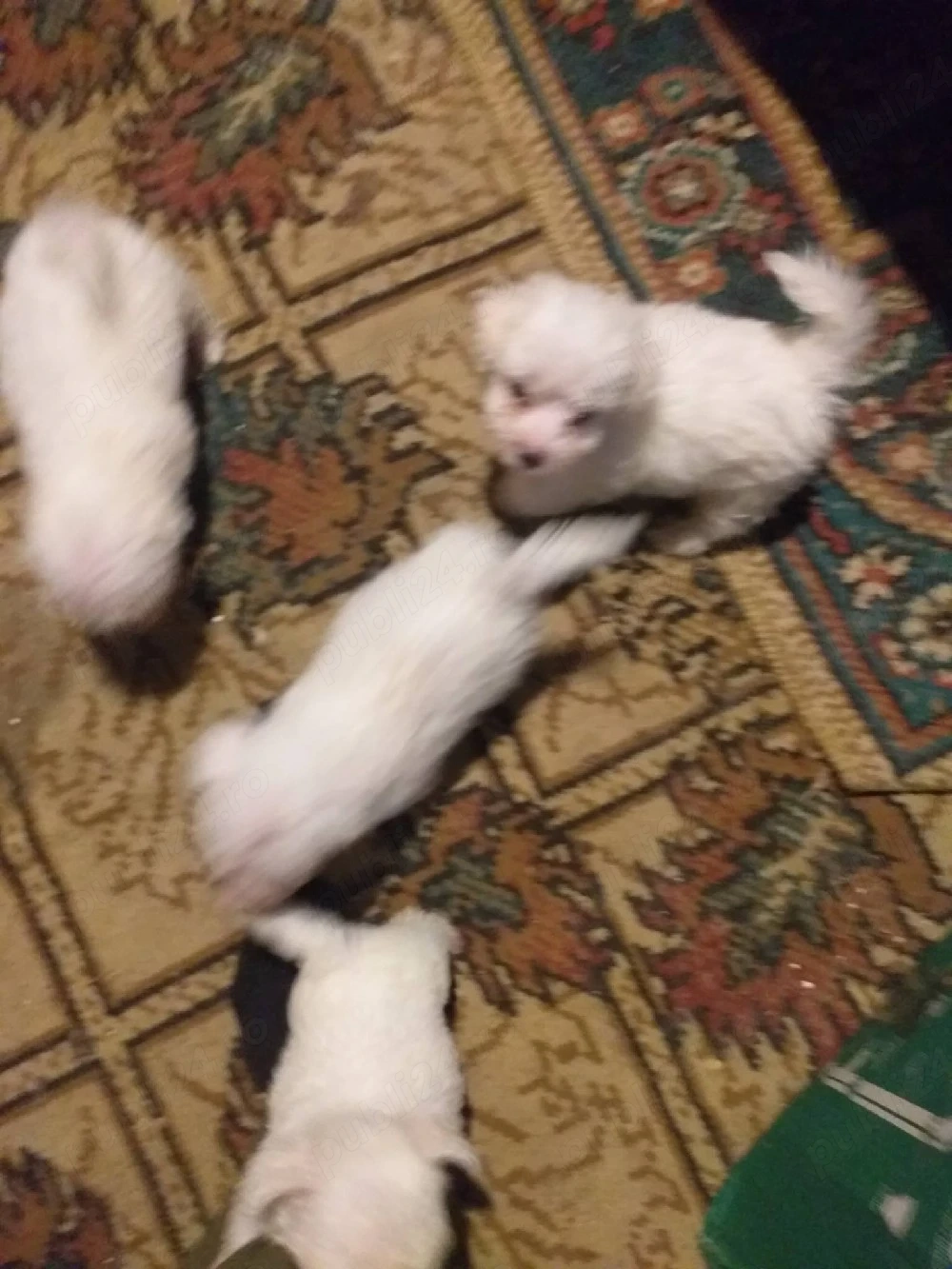 Căței bichon maltez 