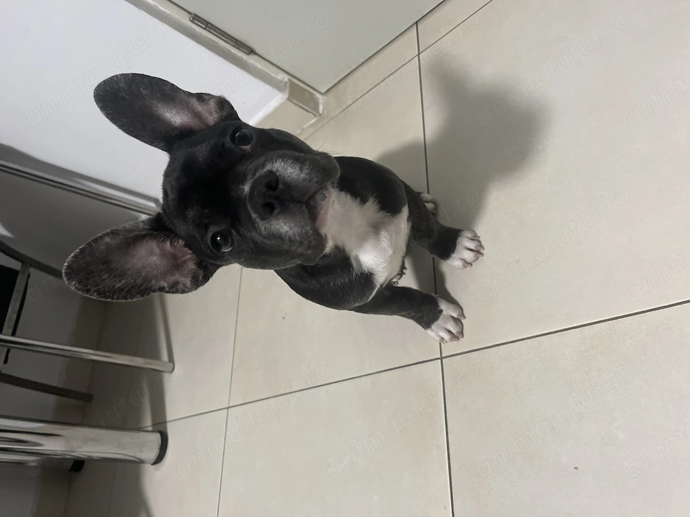 Bulldog francez 3 luni 01.06.2026
