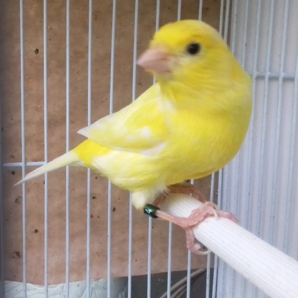 Canari Malinois Mascul 