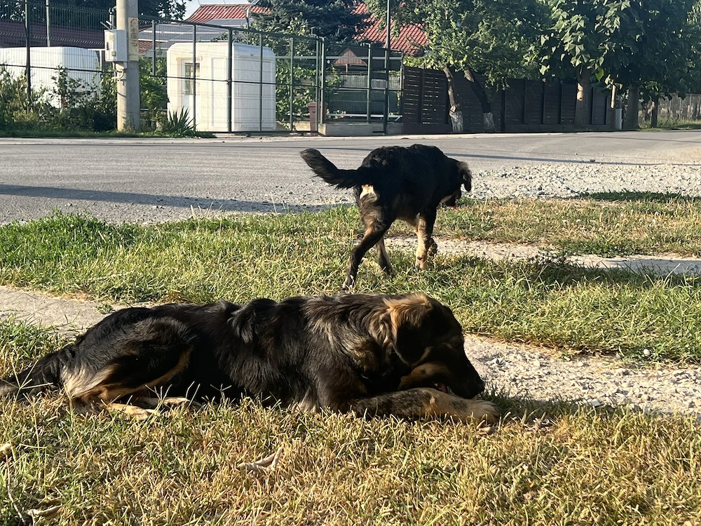 Nala si Noro își caută oamenii lor!