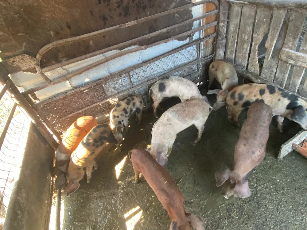 Vand 7 purcei in Șăulia de Câmpie 