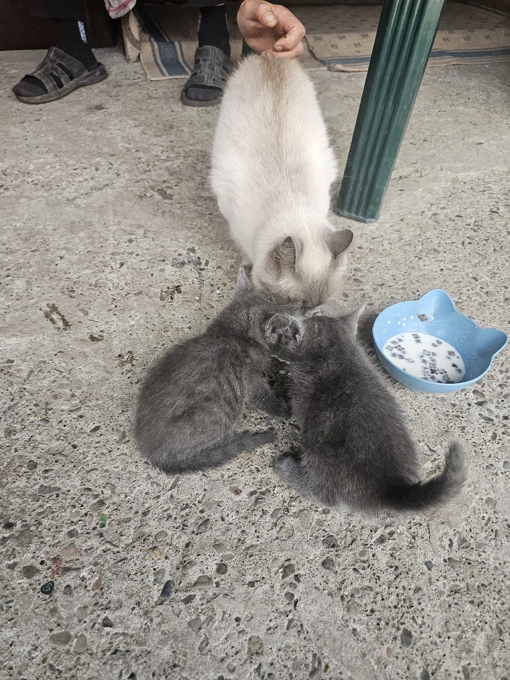 vînd corcitură de pisică birmaneză am doi puiuți sunt foarte deștepte