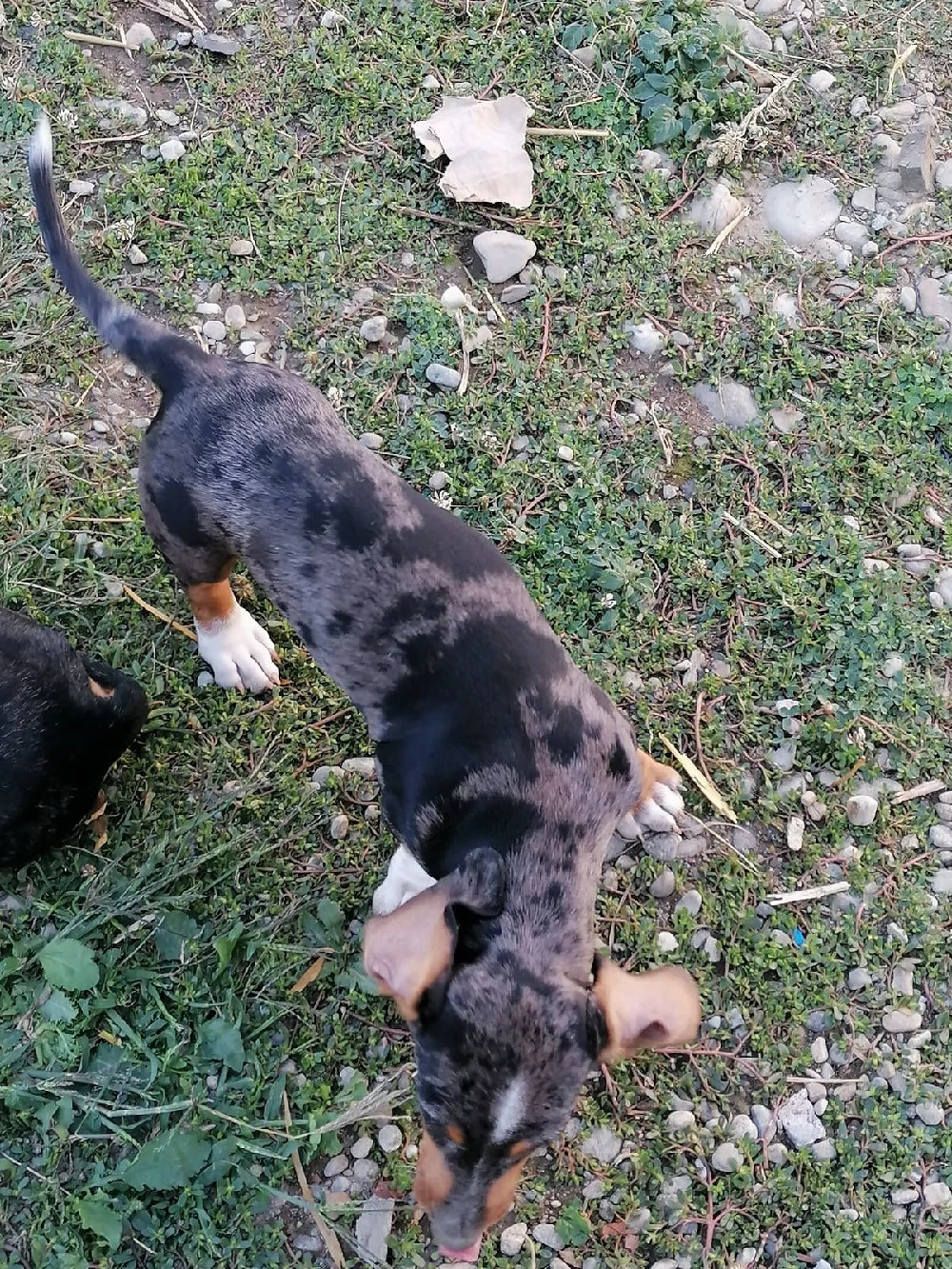 teckel arlechin 