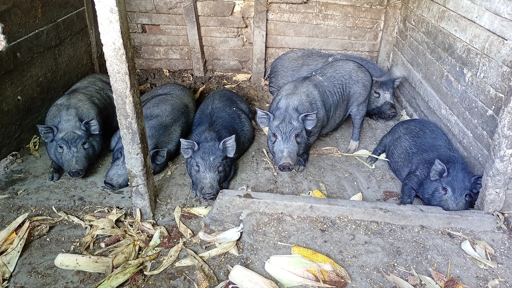 Vând porci vietnamezi 50 60 kg preț este de 600  lei bucata 