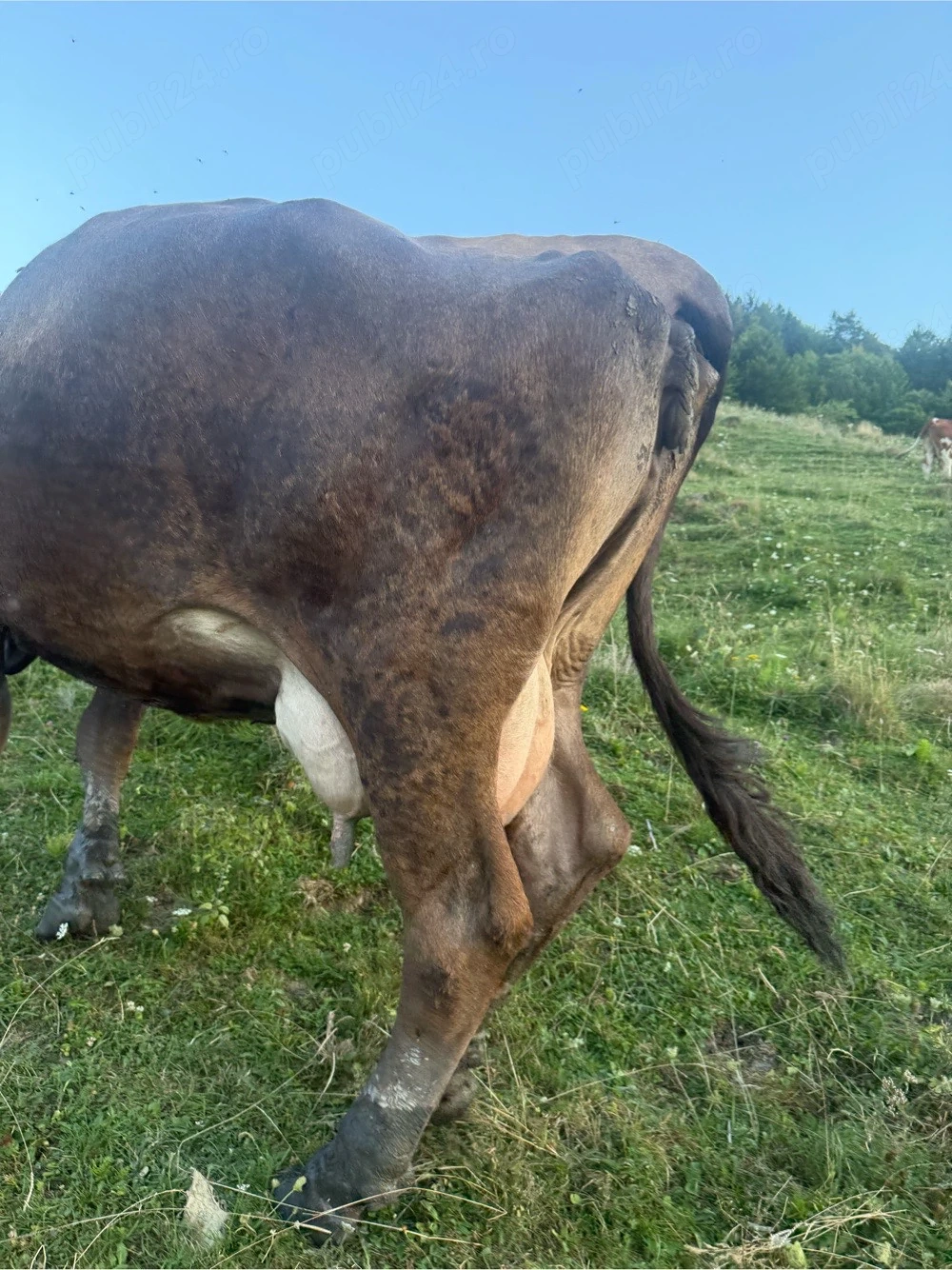 Vând vaca talie mare