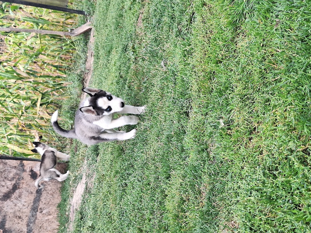 Pui 2 luni husky cu părinți cunoscuți 