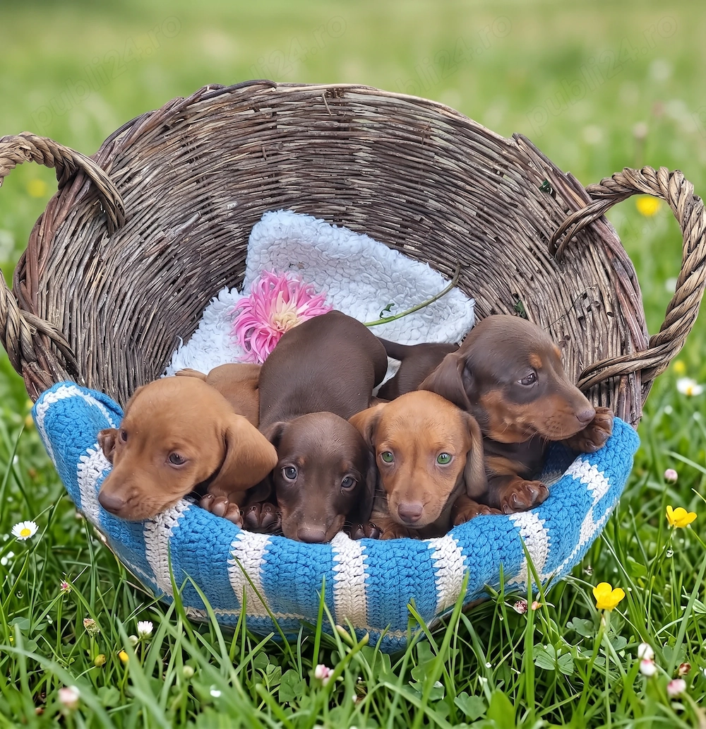 Pui Teckel (Dachshund) Standard