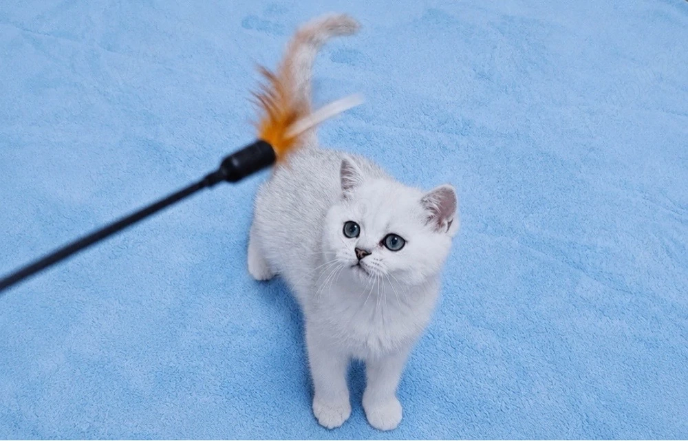 motanei british shorthair chinchilla silver