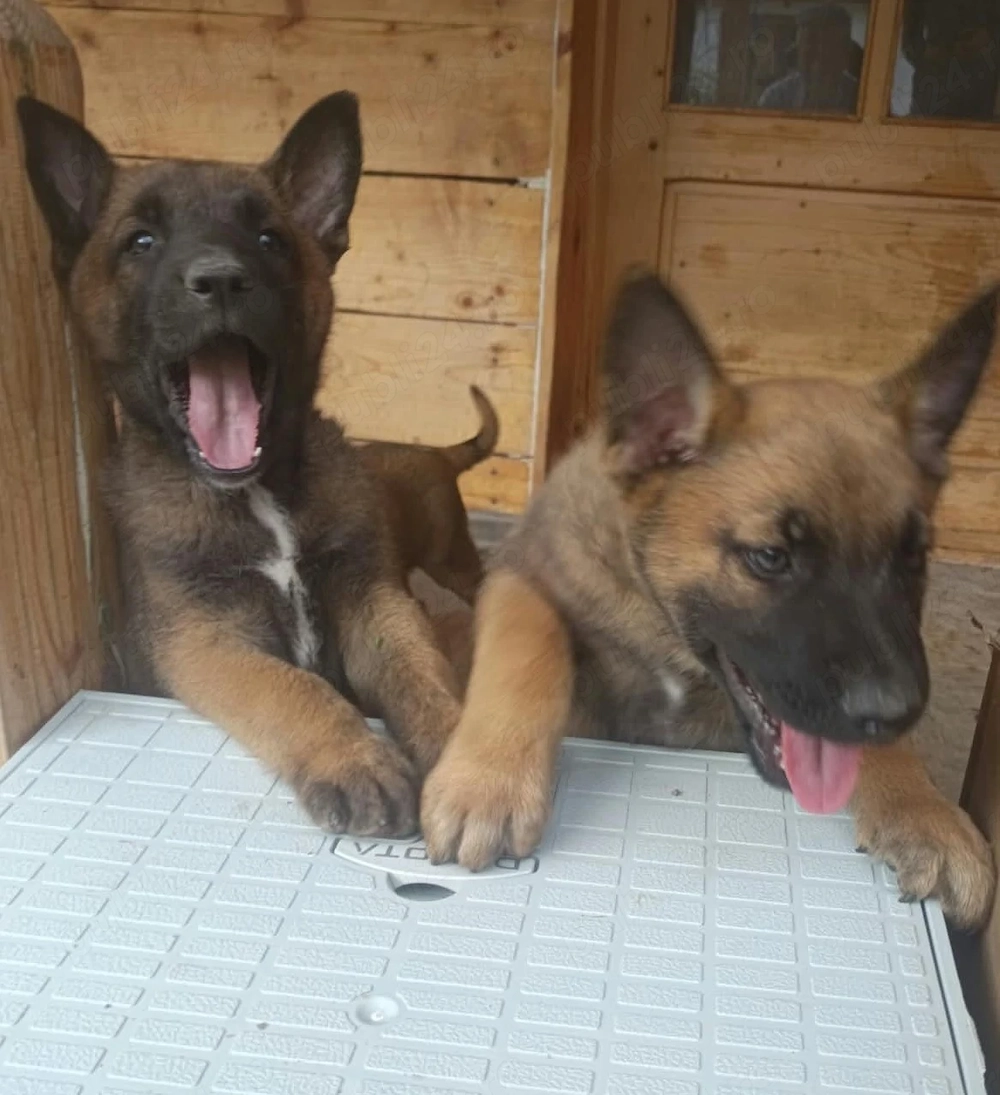 Catel Malinois