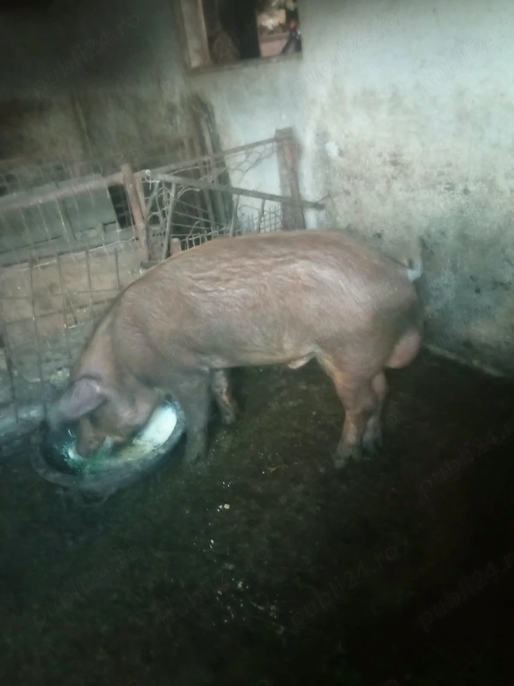 Vier Duroc 1 an