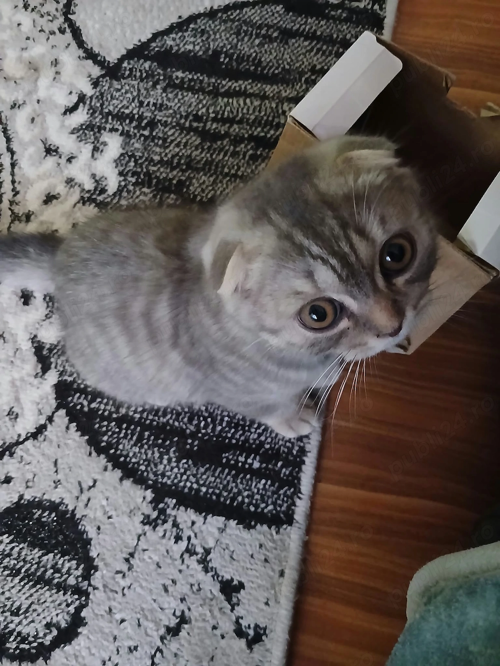 Puiuț de scottish fold 