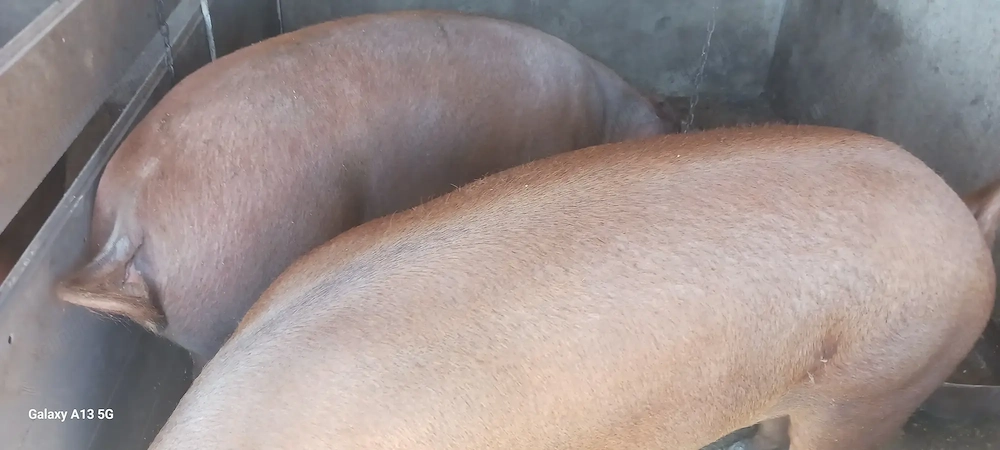 Porci DUROC de vânzare 