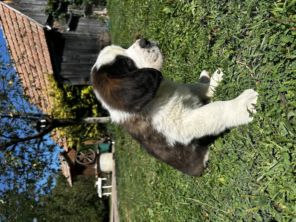 Pui de Saint Bernard (Mascul)
