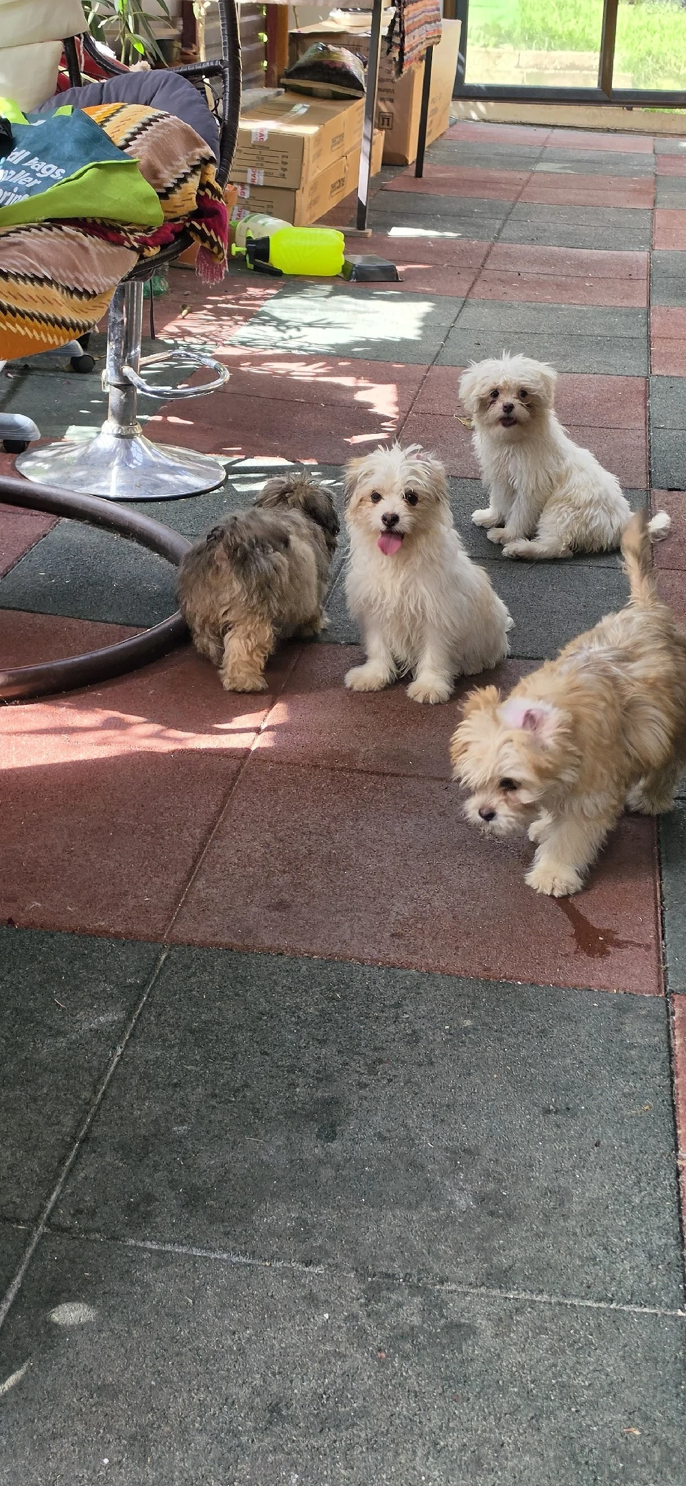 Vând urgent Bichon Havanez   3 luni, 2 fetițe!  Pui adorabili, jucăuși și iubitori!