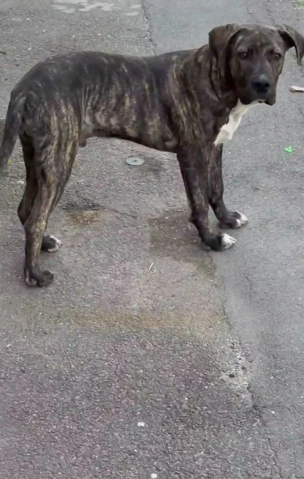 vând pui cane corso &amstaff