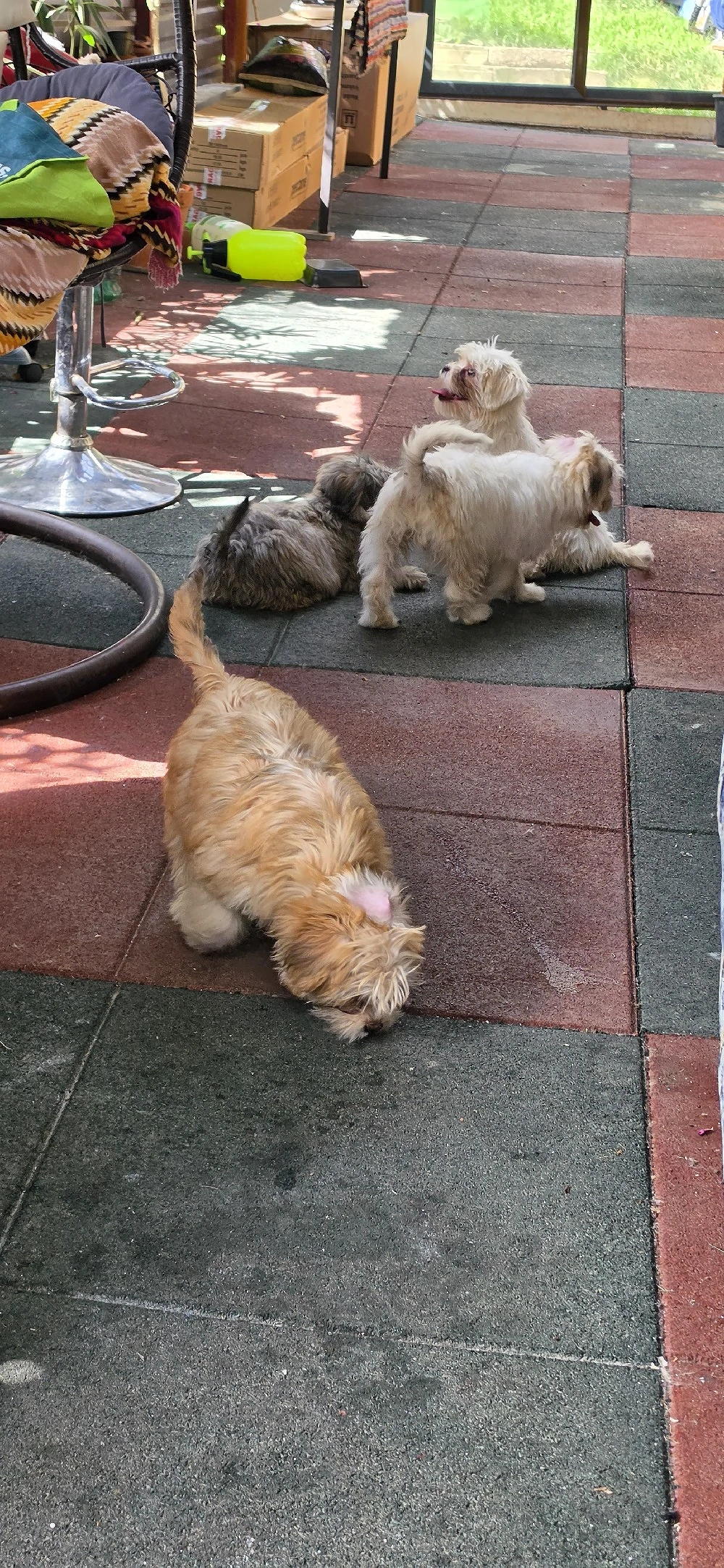 Bichon Havanez   3 luni, disponibili acum!    2 fetițe își caută căsuțe iubitoare!