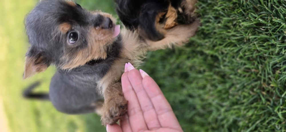 Pui yorkshire terrier toy 