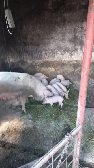 Scroafa cu purcei