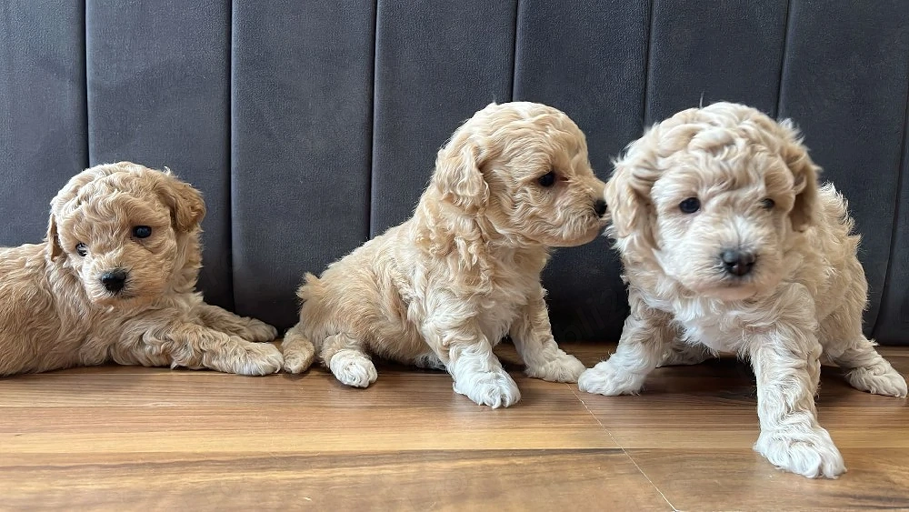 Maltipoo toy