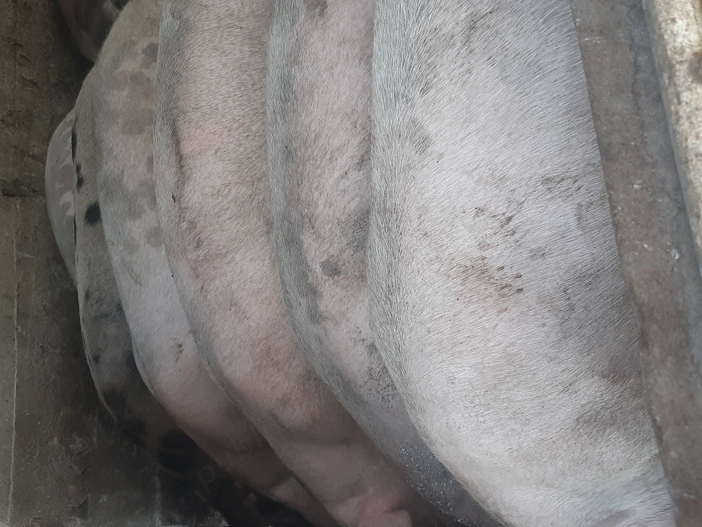 Porci de vanzare
