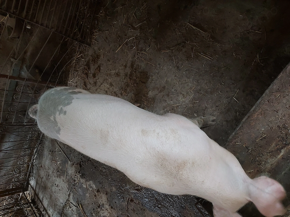 vand porc de 90 kg,pret 1200 lei