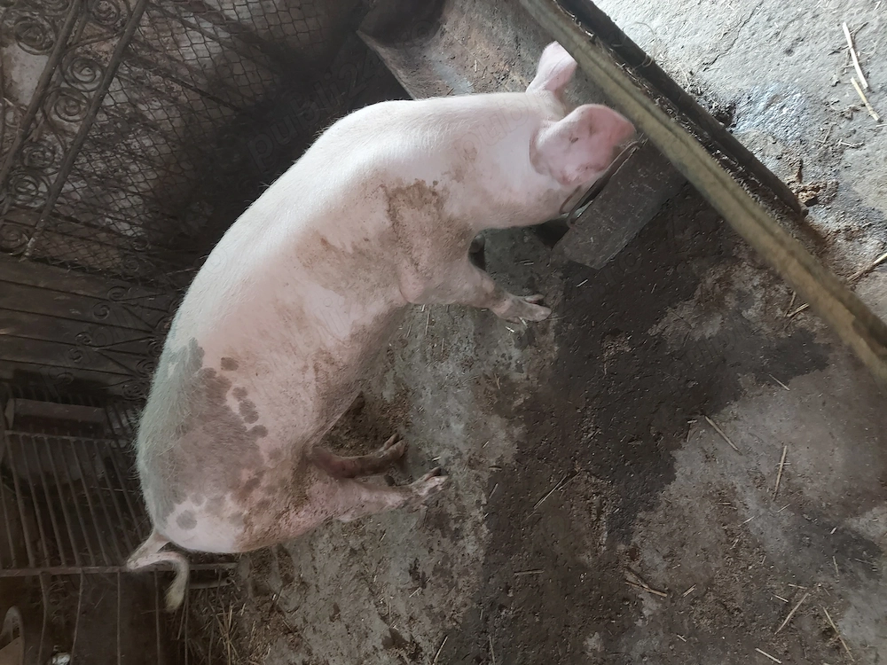 vand porc castrat,80-90 kg pret 1100 lei