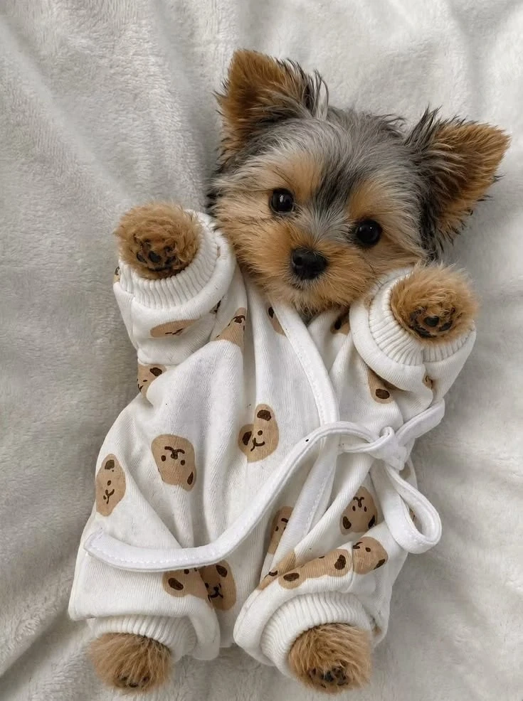 Yorkshire terrier talie mica 
