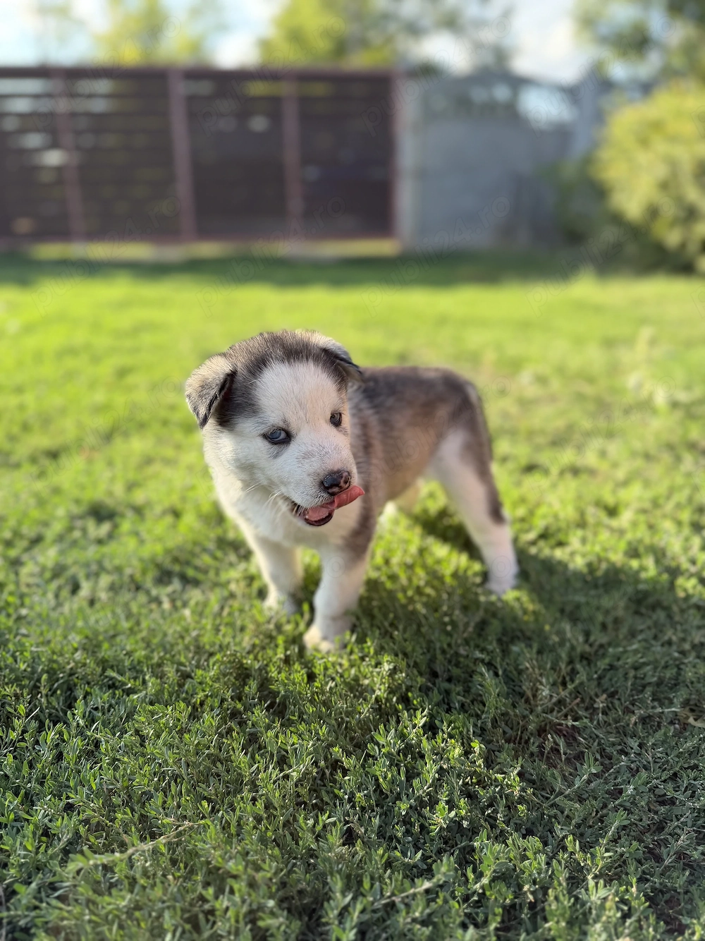 Puiuti husky