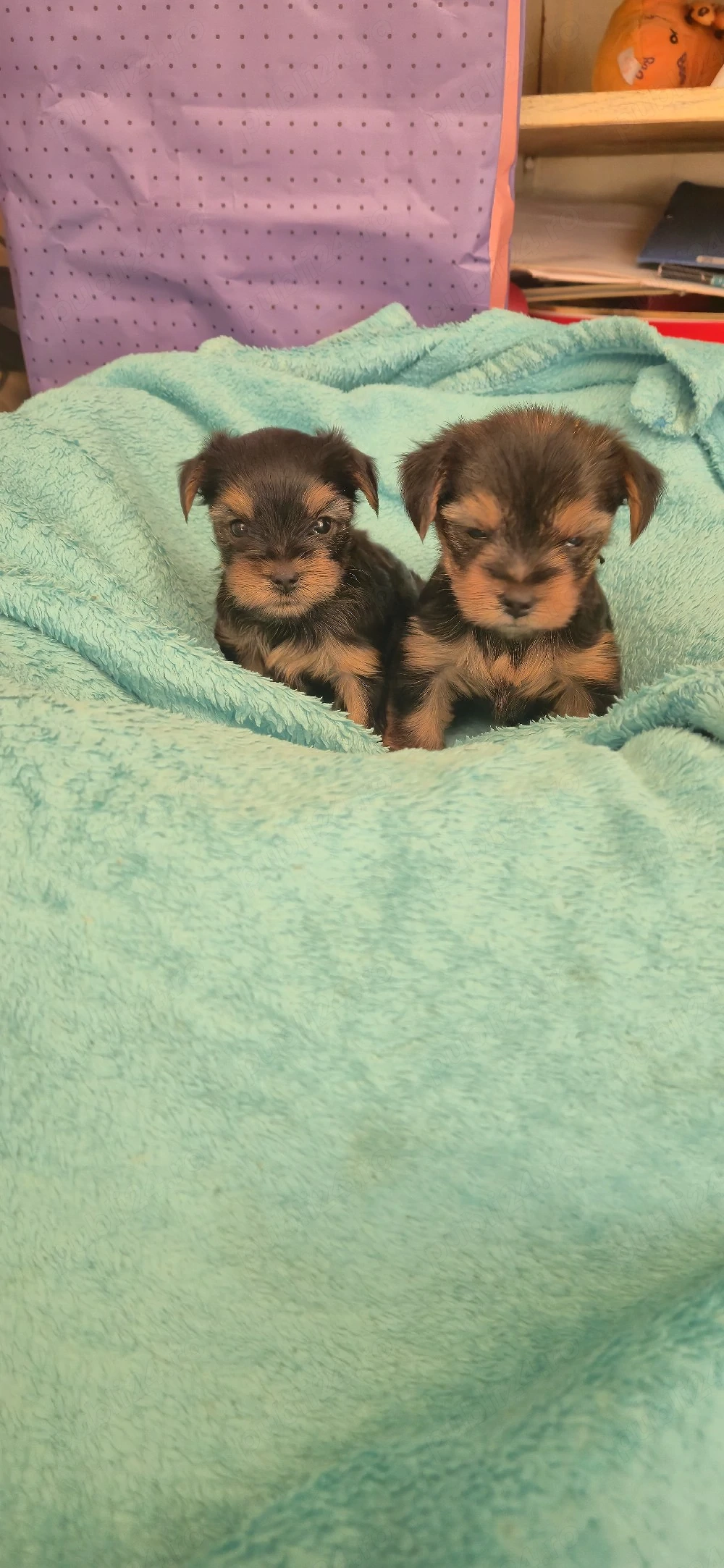 vând doi băiețel yorkshire terrier 