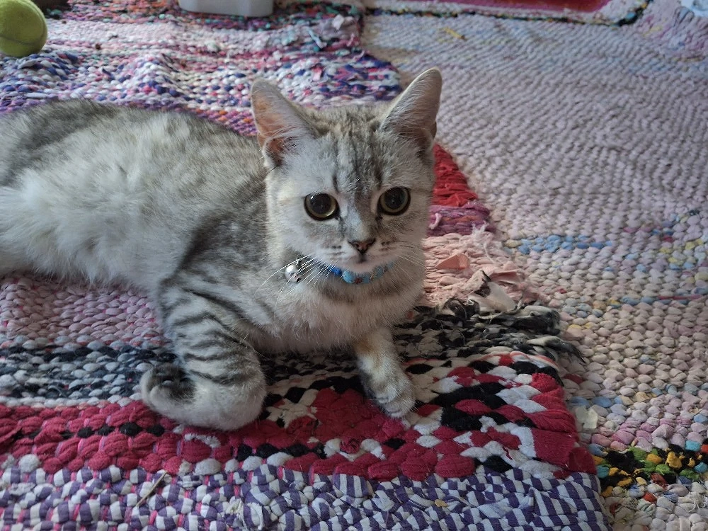 British chinchila baietel