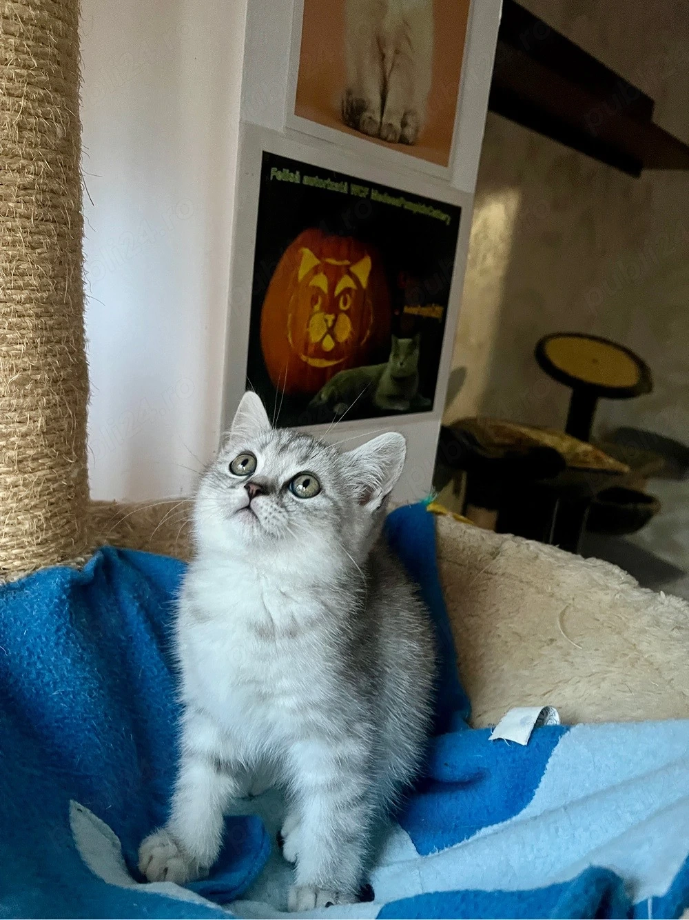 british shorthair tabby