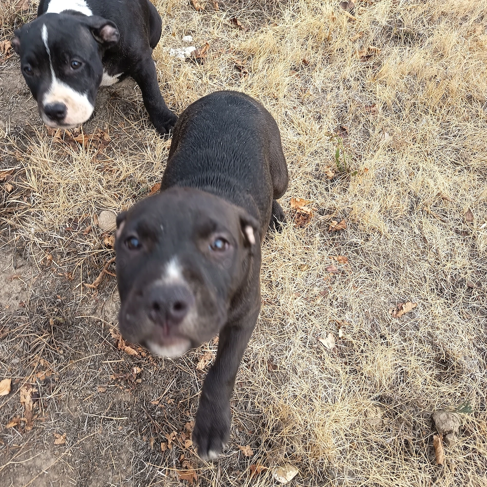 Pui Amstaff  opt săptămâni 
