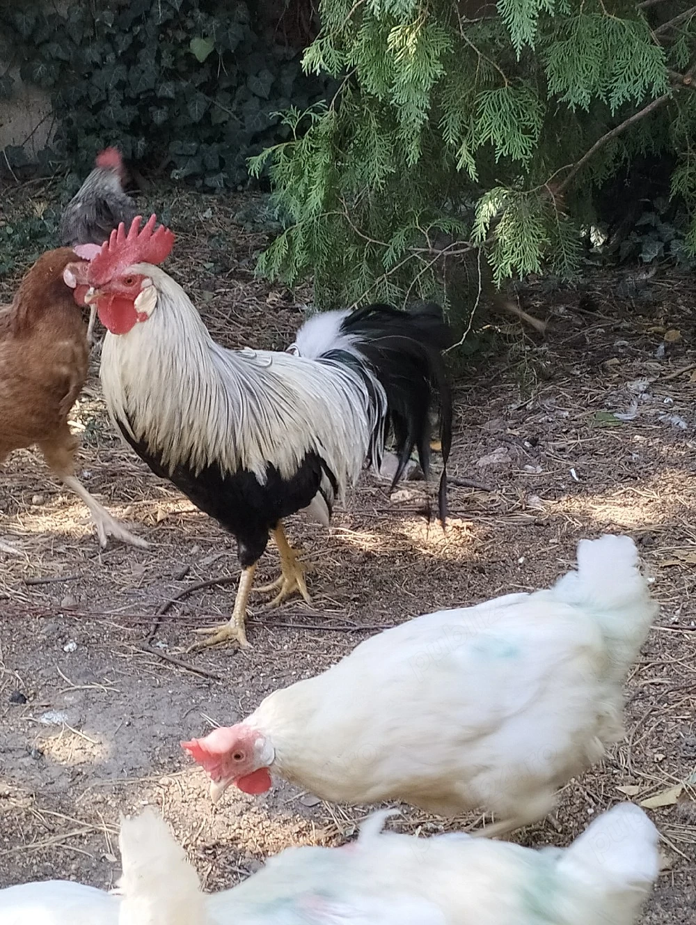 Cocoș leghorn 