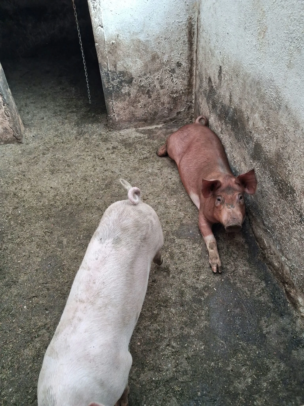 Vand 2 scrofite de 50 kg Duro