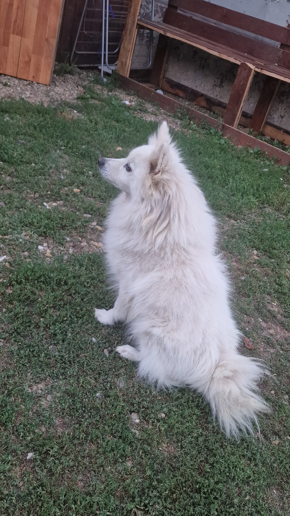 Vând cățelusă pomeranian pur