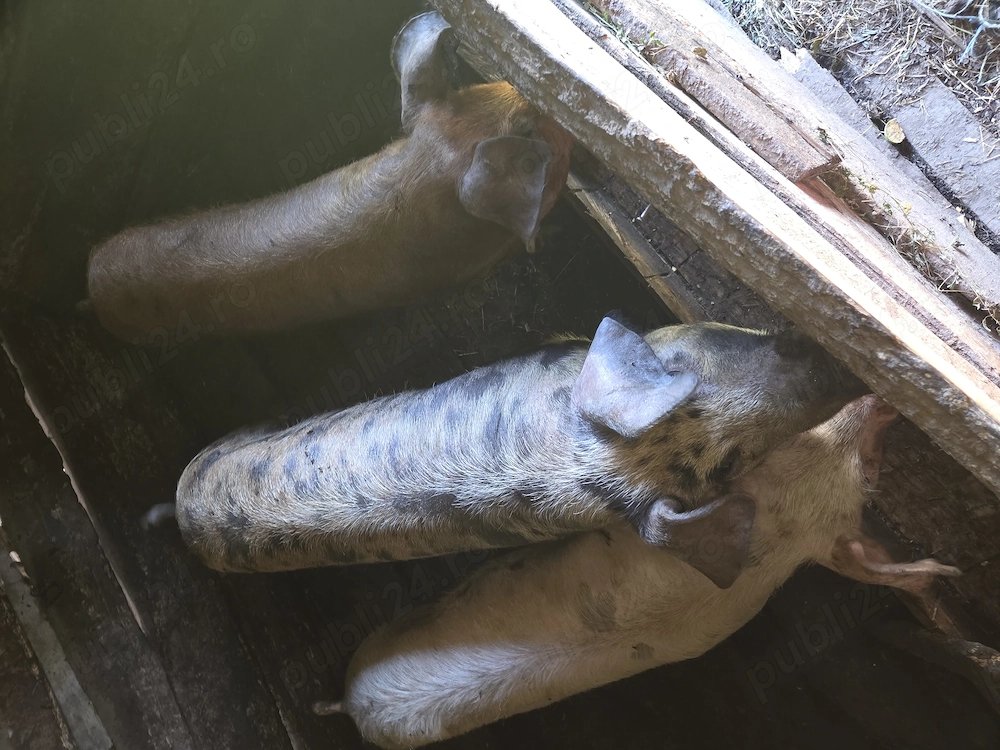 vand porci 
