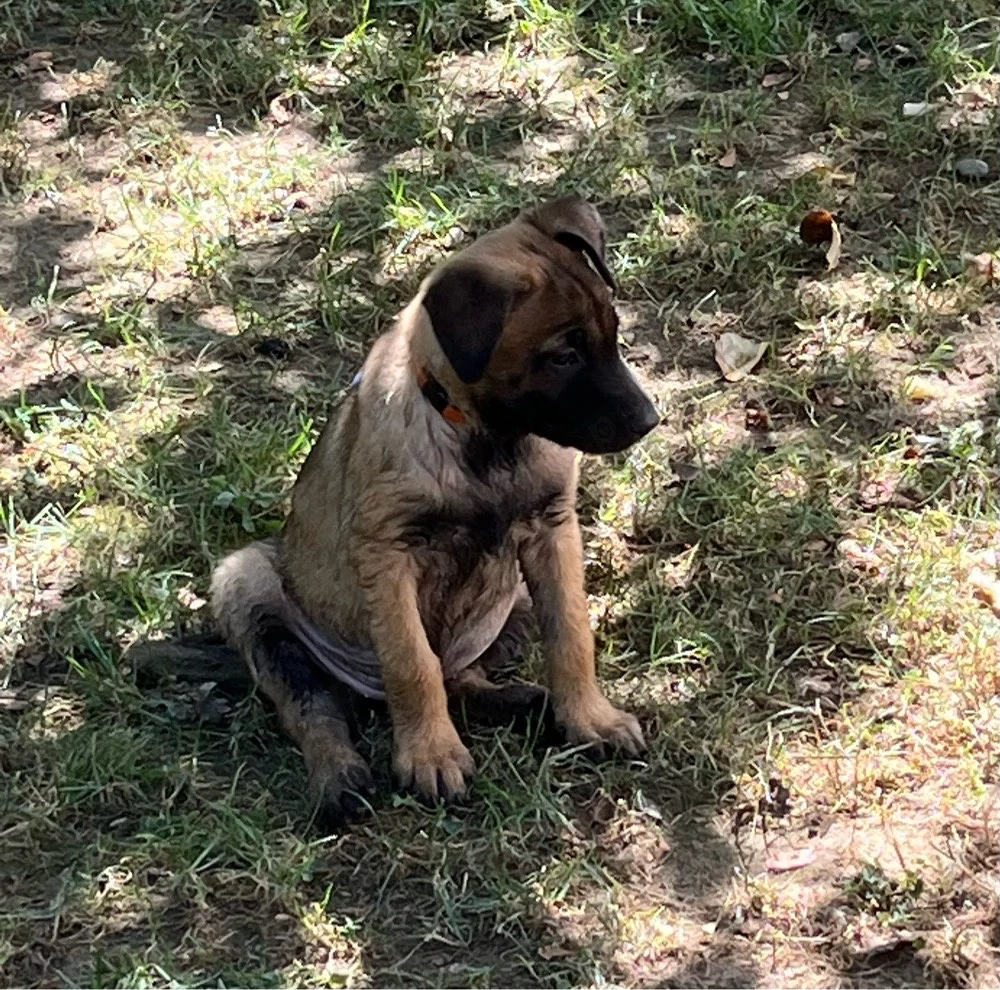 Vanzare pui rasa Malinois   