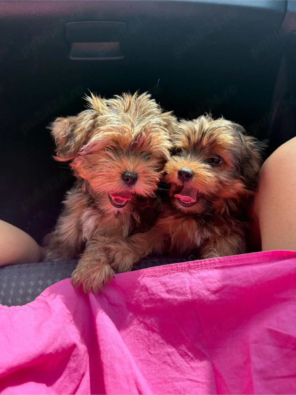 Yorkshire terrier 
