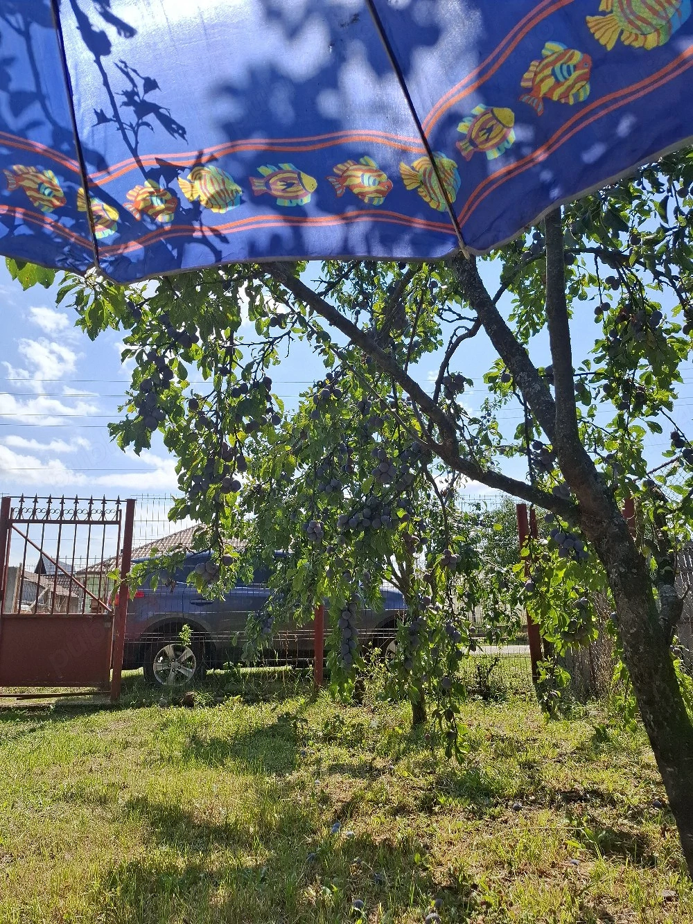 Curte Construcție cu pomi fructiferi