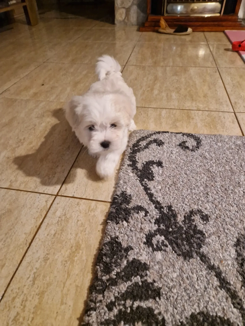 Bichon maltez cu carnet de vaccinari
