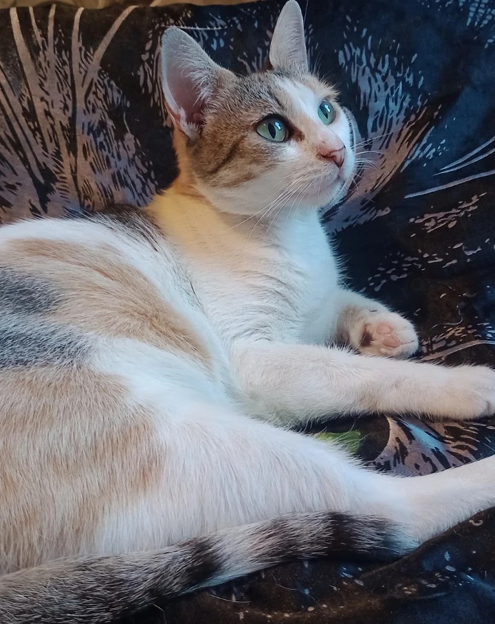 Pisicuță adorabila 