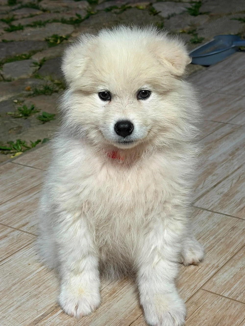 Vând pui de samoyed polar
