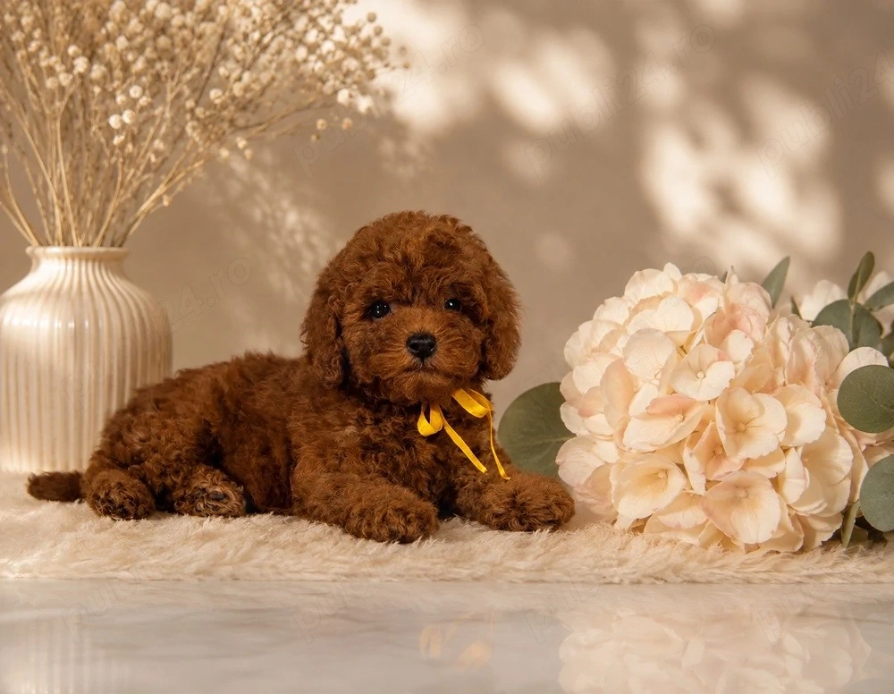 Pudel   Poodle RED cu pedigree! 