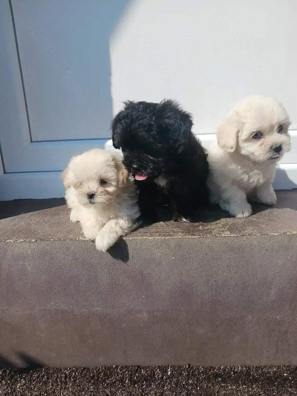 Catei bichon havanezi!