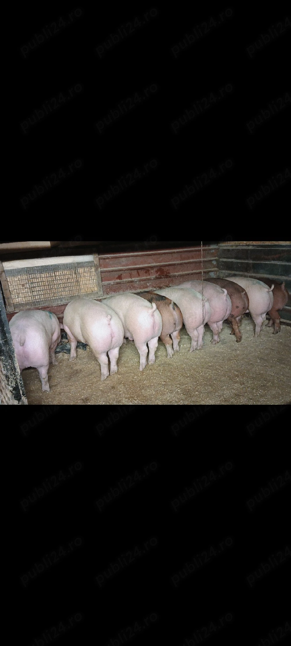 Vand porci calitate garantată !