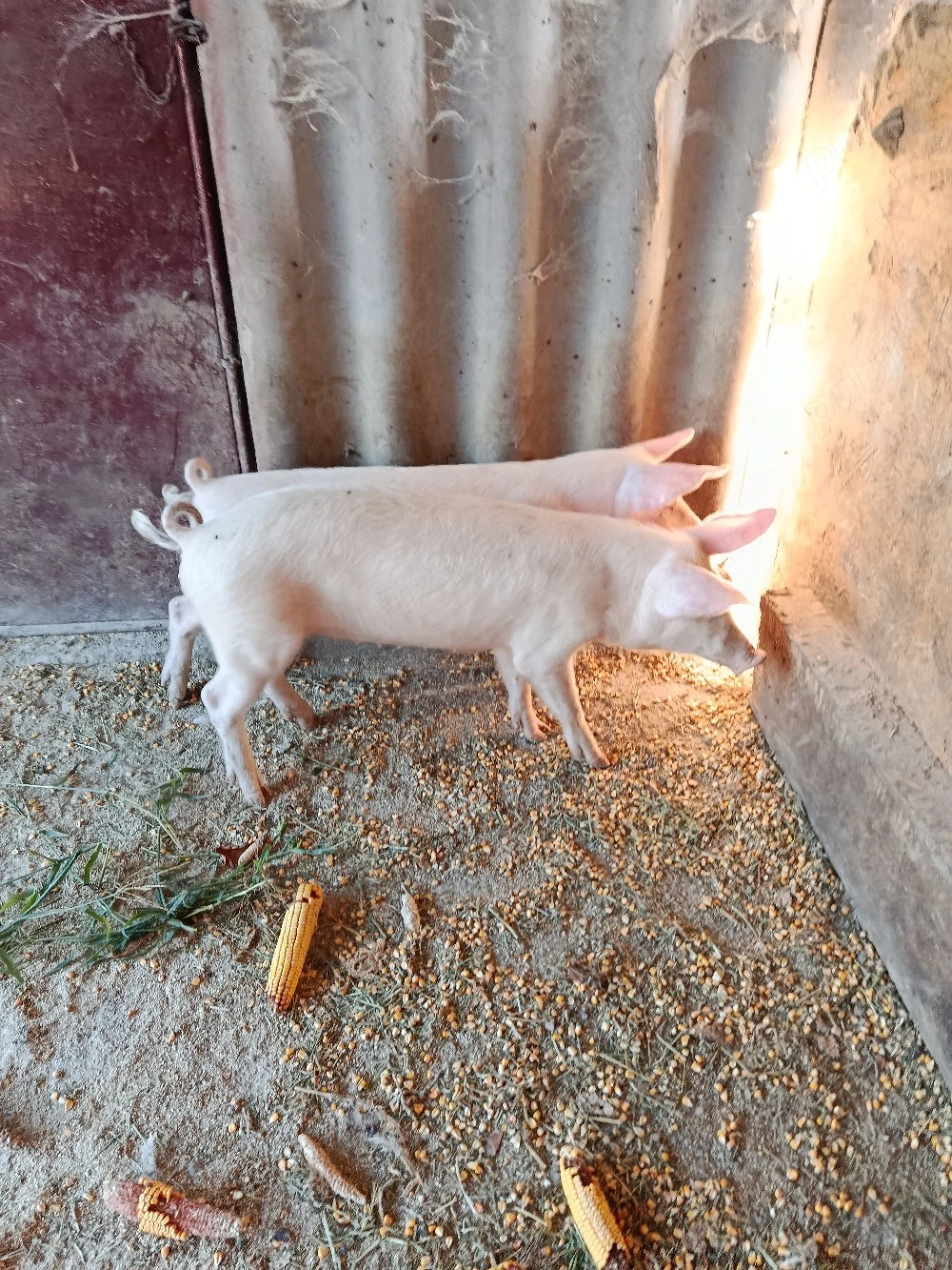 Vând 2 șoldani